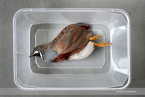 What should you do if you see Dead Bird? - Singapore Geographic