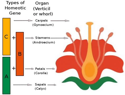 Difference Between Homeobox Homeotic and Hox Genes - Pediaa.Com