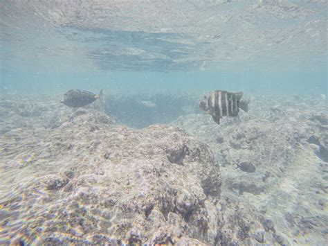 A Guide To Snorkeling At Hanauma Bay On Oahu, Hawaii