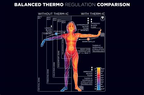 What is Thermoregulation? – Therm-ic