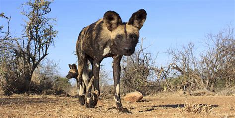 The African Wild Dog and Kenya's efforts to save it from extinction