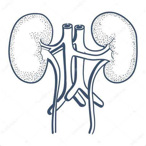 Kidneys Drawing at GetDrawings | Free download