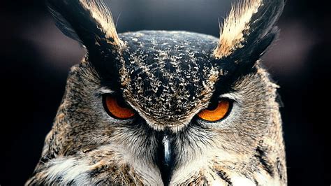 HD wallpaper: owl, bird, face, eyes, great horned owl, beak, fauna ...