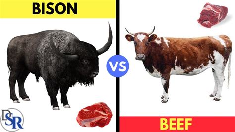 Bison Vs Beef Nutrition Facts | Besto Blog