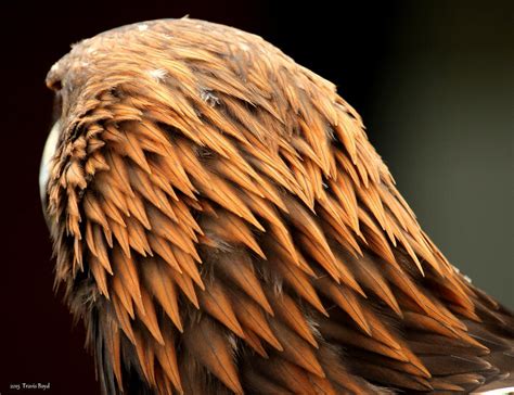 Golden Feathers Photograph by Travis Boyd - Fine Art America