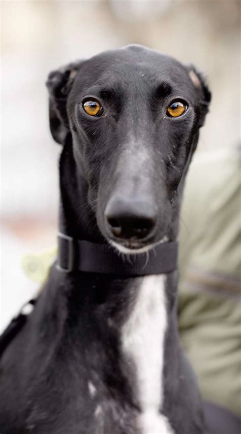 sitting black lurcher dogs pinterest - Google Search | Grey hound dog ...