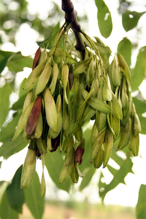 Frêne commun - Fraxinus excelsior L. - Arboretum de Gembloux Agro BioTech