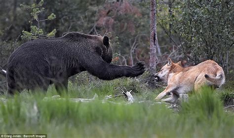 Wolves in Finland, drive bears out of territory to claim food at the Boreal Snow Forest | Daily ...