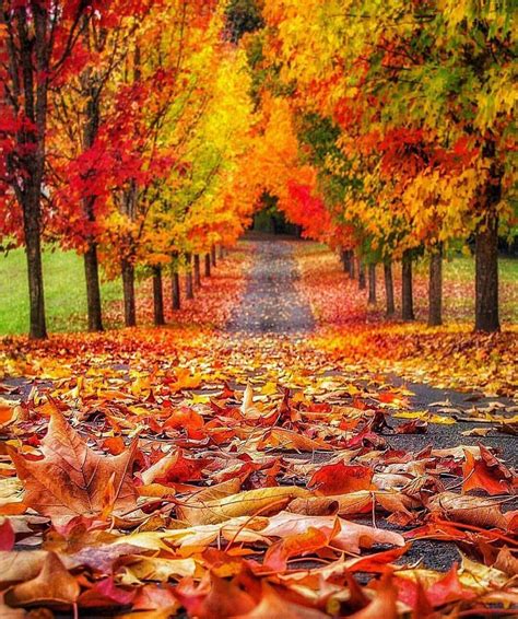 Descubra e compartilhe as mais belas imagens de todo o mundo | Autumn scenery, Fall pictures ...