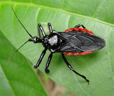 Tropical Biodiversity - Santarém - Pará - Brasil: Assassin bug