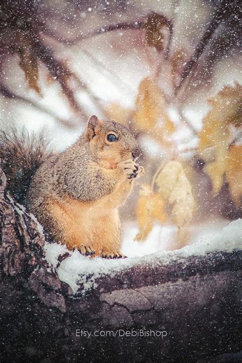 Cute Squirrel Eating In A Winter Snow Storm Calling All | Cute squirrel, Squirrel, Winter snow