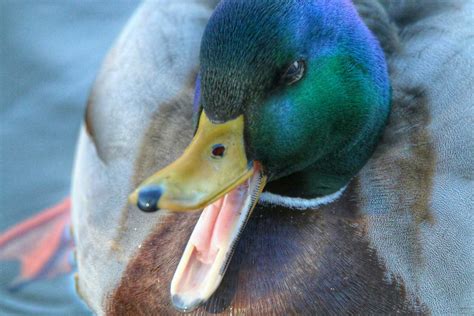 Alles, was Sie schon immer über Enten wissen wollten