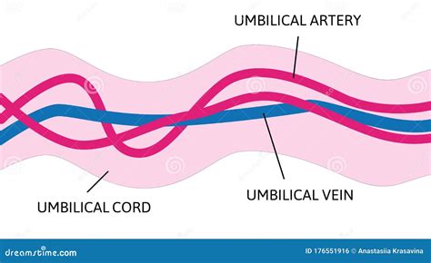 Umbilical Cord Structure