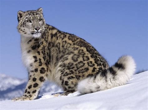 Mongolians call snow leopard as lord of high mountains - AKIpress News ...