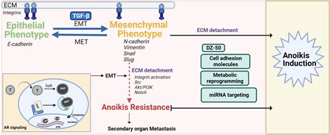 Frontiers | Anoikis in phenotypic reprogramming of the prostate tumor microenvironment