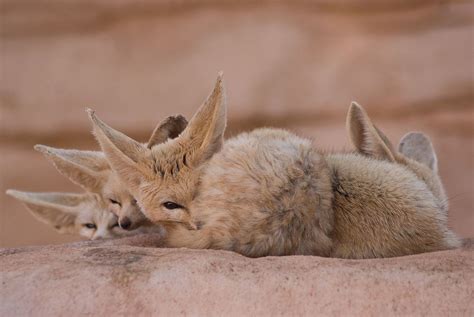 Fennec Fox Facts, Pictures & Information: African Desert Fox