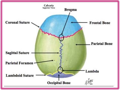 osteology of head and neck and its applied aspects