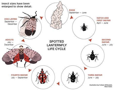 Spotted Lanternfly Biology - Integrated Pest Management