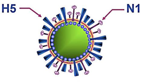 H5N1 avian influenza "EMPOWER IAS" | Empower IAS