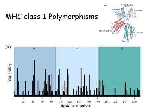 PPT - MHC I, II, Ag-Presentation Kuby, Immunology , 5 th Edition ...