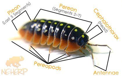 Introduction To Isopods - Isopod Care & Info - How to care for terrestrial Isopods in both basic ...