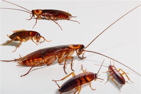 Cockroach Control - 24/7 Local Cockroaches exterminator