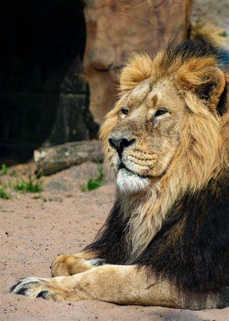 Close up of Lion Roaring · Free Stock Photo