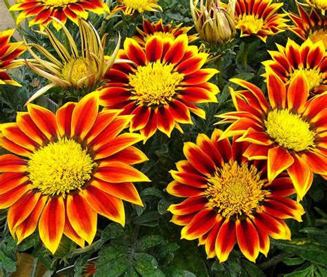 Gazania Kiss Golden Flame Seeds - Gazania Rigens