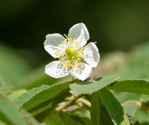 Aratiles Fruit and Its Stunning Health Benefits - The Health Buzzer