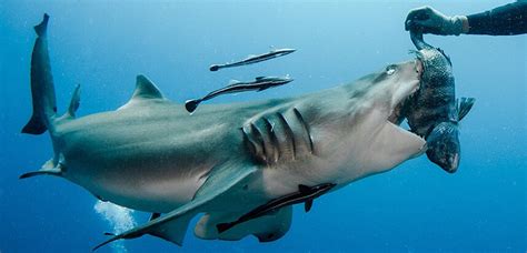 Lemon sharks hand-fed by diving tourists off Florida coast by John Chapa
