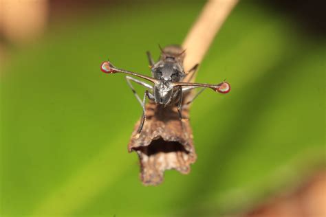 Sexy Mates Ensure Survival in Stalk-Eyed Flies | UCL GEE Research