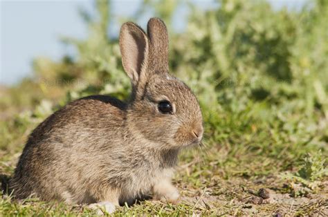 european rabbit - Google Search in 2020 | Domestic rabbit, Rabbit, Mammals