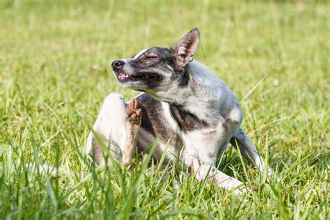 The Best Dog Dry Skin Remedies That Really Work! (Easy Processings ...