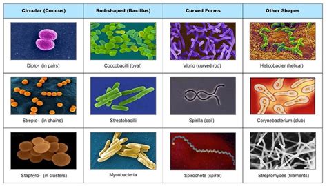 F1 Diversity of Microbes | BioNinja | Bacteria shapes, Bacteria types, Microorganisms