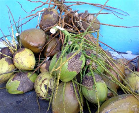 Green Coconuts Free Photo Download | FreeImages