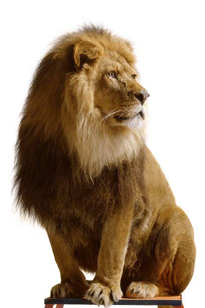 Nature: Lion Isolated on White Background stock photo | Lion images, Lion pictures, Siamese cats ...