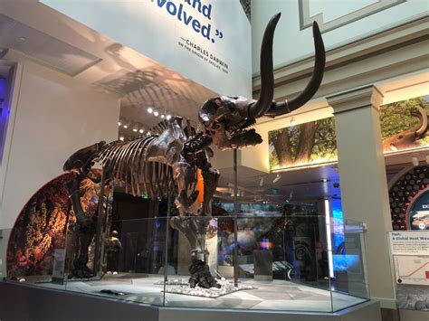 Preview the Smithsonian’s reopened dinosaur and fossil hall (photos) - WTOP News