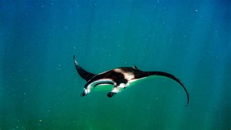 Manta ray en el agua azul del océano índico, maldivas. | Foto Premium