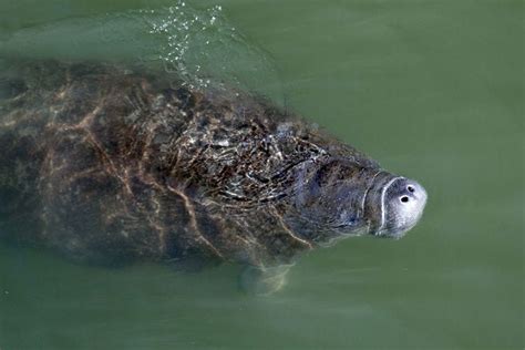 Manatee Viewing Center is one of the very best things to do in Tampa