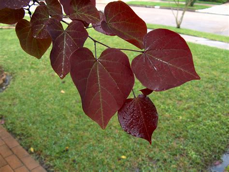 Favorite Plant Friday - Redbud - Creative Garden Spaces