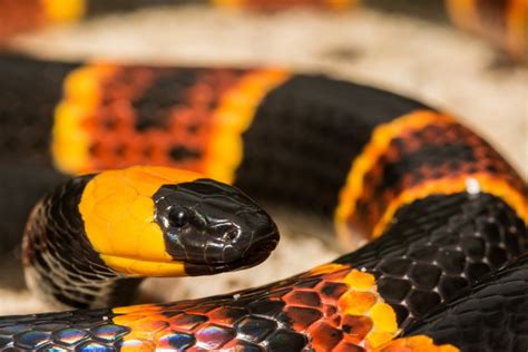 Move Over Python: Poisonous Snakes in the Everglades - Captain Mitch's * Everglades Airboat rides