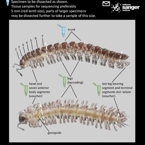 Chilopoda Chilopoda | Download Scientific Diagram