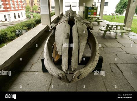 Fin Whale Skeleton (Balaenoptera physalus) - The skeleton of a Fin ...