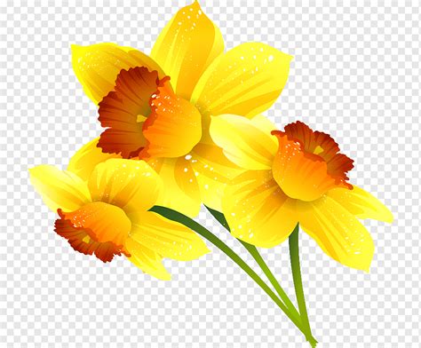 Daffodil Google Slides Flower Digital, others, game, orange, amaryllis Family png | PNGWing