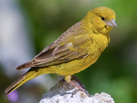 Greenish Yellow-Finch - eBird