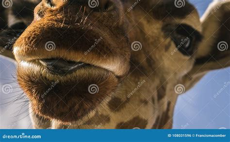 Close-up of a Giraffe`s Tongue Stock Photo - Image of african, mammal ...