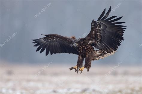 White tailed eagle Stock Photo by ©MennoSchaefer 127447808