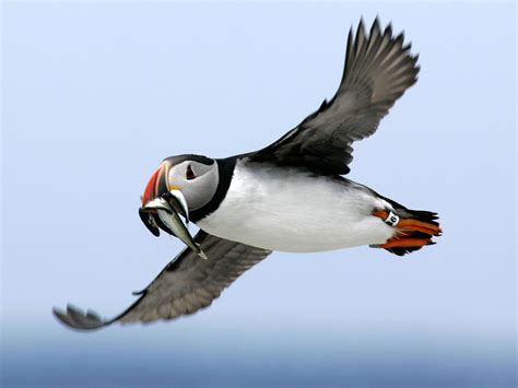 Adorable Puffins Are Tougher Than They Look