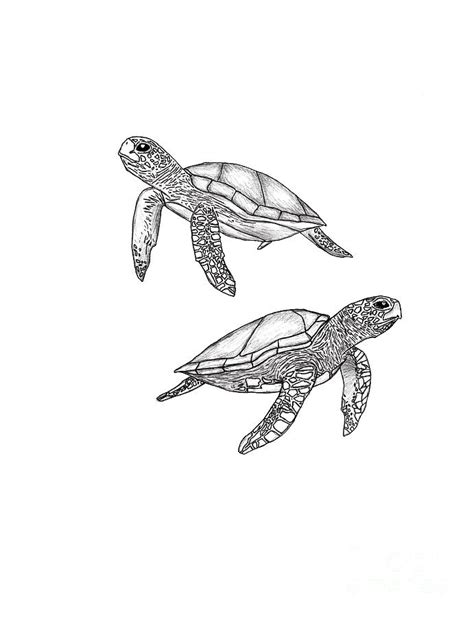 Black and White Sea Turtle Art Drawing by Darla Smith - Pixels