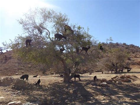 Epic Pictures Of Goats In Trees